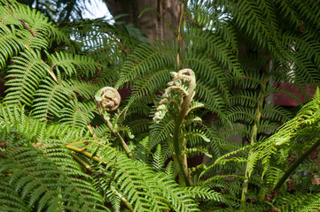Sydney Australia, unfurling frond of a dicksonia antarctica fern