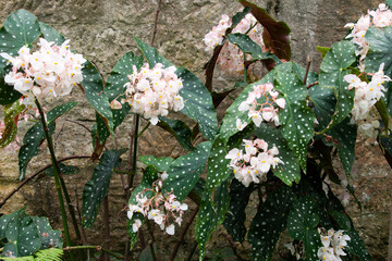 Sydney Australia, pale pink flowers of a flamingo queen begonia plant  in front of a sandstone wall