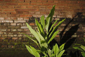 Turmeric / Inflorescence of turneric (curcuma longa) growing near red brick wall
