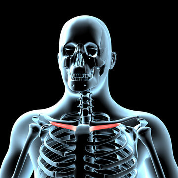 3d Illustration of the Subclavius Muscles Anatomical Position on Xray Body