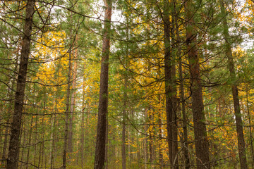 Beautiful landscape with beautiful colorful trees in the forest