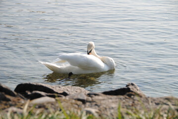 Obraz premium Schwan am see putzt sich