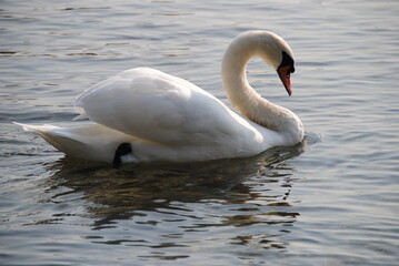 Fototapeta premium Schwan am See