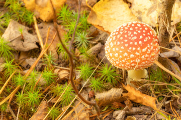 Natural poisonous mushroom fly agaric in the forest