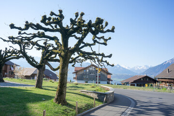 Spooky trees in early spring without leaves in the middle of a city on a sunny spring day with white Alps covered in snow in the background