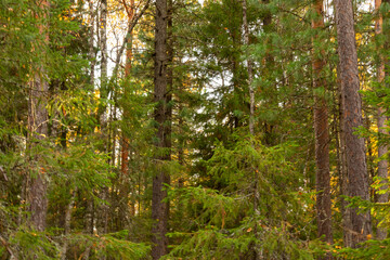 landscape with beautiful multicolored trees in the forest