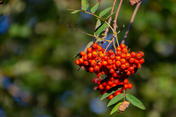 Close up of rowanberry on a branch, also called mountain ash, Sorbus aucuparia or Vogelbeere. With bokeh and copy space