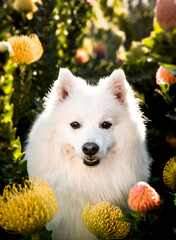 A Japanese Spitz sitting in a field of flowers