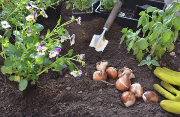 few bulbs of tuliips on the soil with viola flowers to plant in the garden