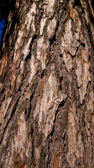bark of a tree