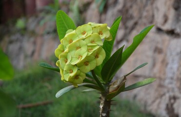cactus in bloom