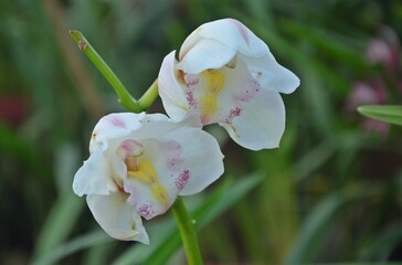 white and purple flower