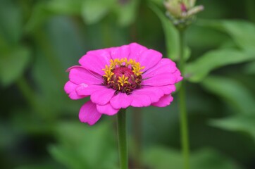 pink flower