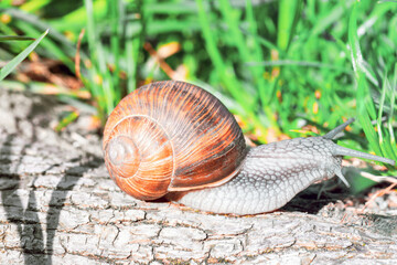 Garden snail crawling on old tree stump in sun light day