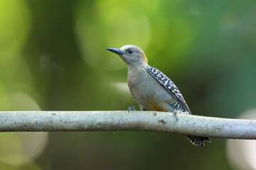 Hoffmann's woodpecker perches on branch