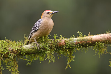 Fototapeta premium Hoffmann's woodpecker perches on branch