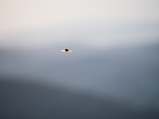 Hover fly in mid air with evening hills
