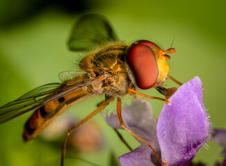 Macrophotography of a Marmalade hoverfly (Episyrphus balteatus).