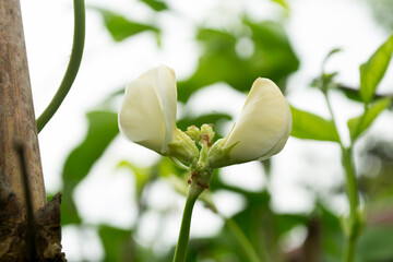 White yardlong bean flowers blooming in the garden.