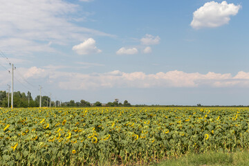 Landscape sunflower field, Bulgaria