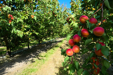 Plantation with apricot trees in rows and fruits ready for harvest