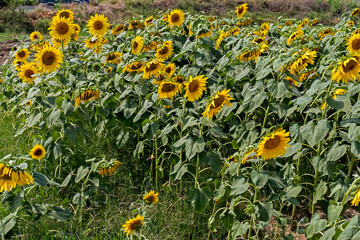 Landscape sunflower field, Bulgaria