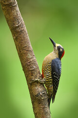 Black-cheeked woodpecker perches on branch