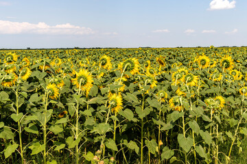 Landscape sunflower field, Bulgaria