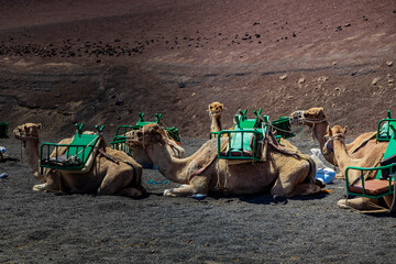 Dromedarios Lanzarote