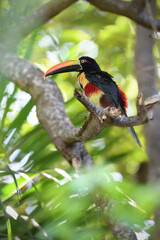 Fiery-billed aracari perches on branch in forest