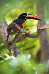 Fiery-billed aracari perches on branch in forest