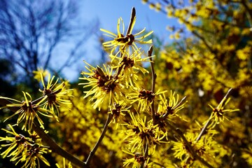 yellow flowers in the sun