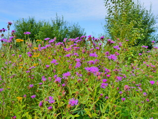 bright flowers of wild herbs, lush vegetation of meadows