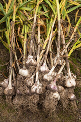 Garlic. Bunch of fresh raw organic garlic harvest with roots and green leaves in garden 