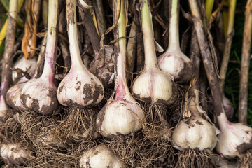 Garlic close up. Bunch of fresh raw dirty organic garlic harvest with roots