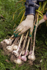 Bunch of fresh raw organic garlic harvest in farmer hands in garden