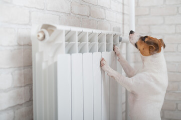 Dog Jack Russell Terrier has put its paws on the radiator and is warming up