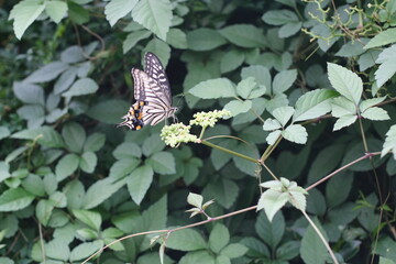 自然にある風景