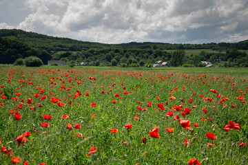 Field with poppies in Cristur, sunrise
  and fog, Sieu, Bistrita, Romania, 2020