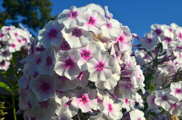 White Phlox with pink center (Phlox paniculata) in the garden
, close-up. White flowers with raindrops, White Phlox flowers with red eye
