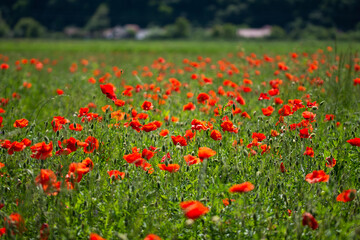 Field with poppies in Cristur, sunrise
  and fog, Sieu, Bistrita, Romania, 2020