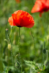 Obraz premium Field with poppies in Cristur, sunrise and fog, Sieu, Bistrita, Romania, 2020