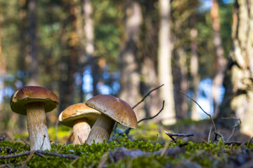 three cep mushrooms grows in wood
