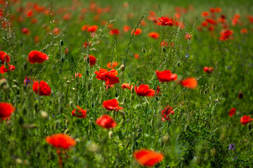 Field with poppies in Cristur, sunrise
  and fog, Sieu, Bistrita, Romania, 2020