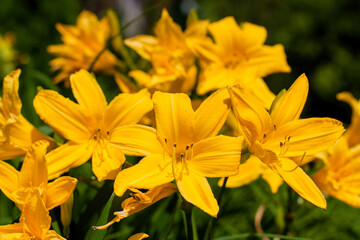 lush blooming yellow daylily