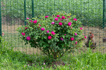 red peonies in Bretea  Romania