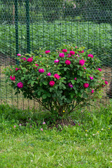 red peonies in Bretea  Romania