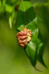 Peach leaf curl is caused by the fungus Taphrina deformans 