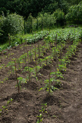 Fototapeta na wymiar Tomato seedlings in Romania