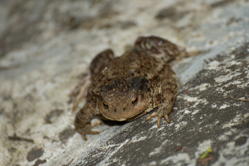 big frog near a lake in Romania, Bretea,2020